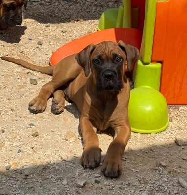 Les chiots de Cane Corso