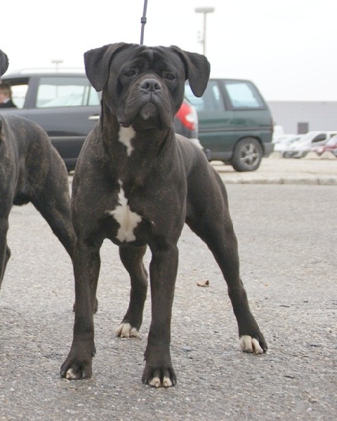 Demon des gardiens d'Ecosse - 4em eclt CJ