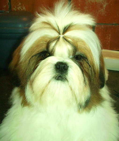 Gin fizz de la sagesse d'Orient - 1 TP- Meilleur Puppy