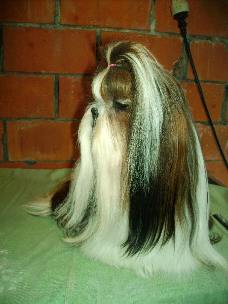 CH. Fan de toi de la sagesse d'Orient - 1ex Cac-Cacib