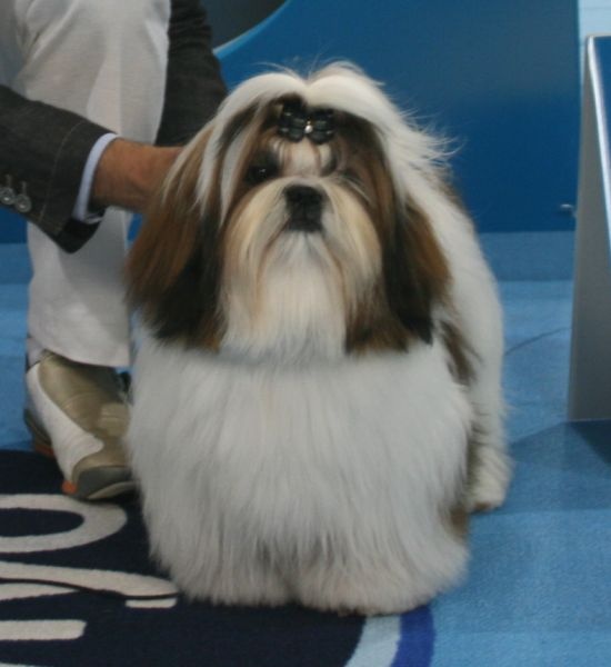 Gin fizz de la sagesse d'Orient - Meilleur Jeune Mâle