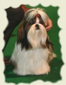 CH. Fan de toi de la sagesse d'Orient - 2ième classe jeune