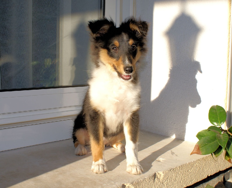 Publication : de l'Orchidée d'émeraude