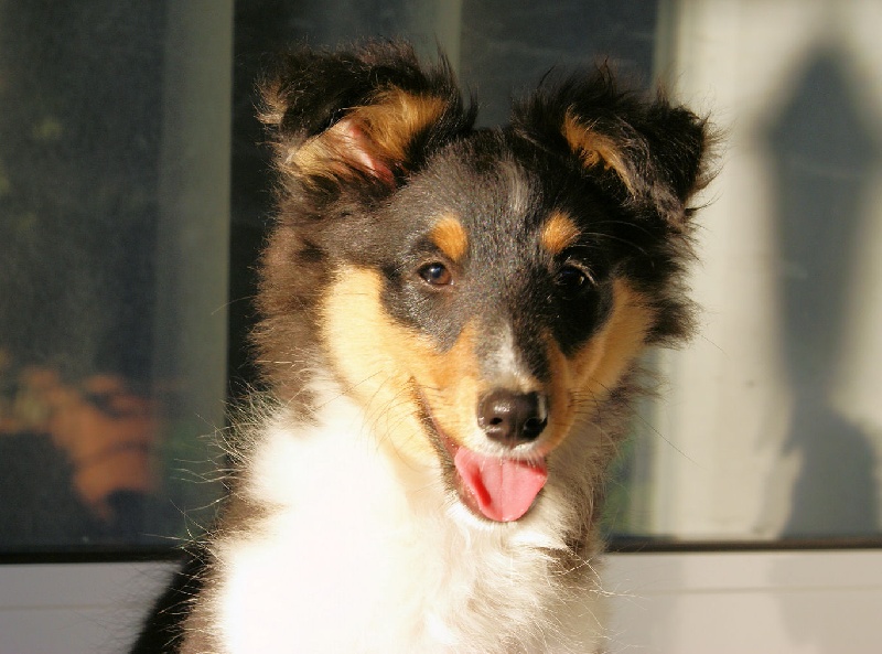 Publication : de l'Orchidée d'émeraude