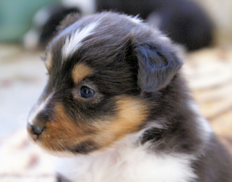 Publication : de l'Orchidée d'émeraude