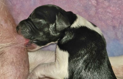 Les chiots de Epagneul Breton