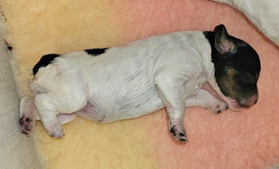 Les chiots de Epagneul Breton