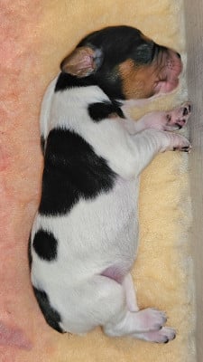 Les chiots de Epagneul Breton