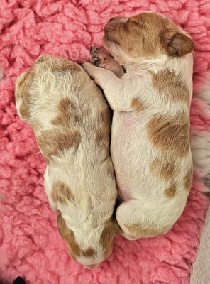 Les chiots de Epagneul Breton