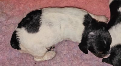 Les chiots de Epagneul Breton