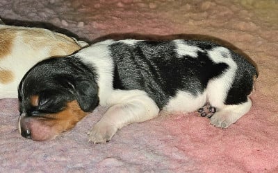 Les chiots de Epagneul Breton