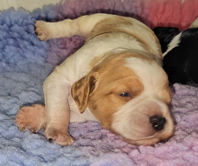 Les chiots de Epagneul Breton