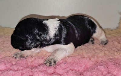 Les chiots de Epagneul Breton
