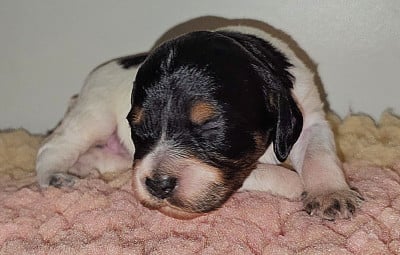 Les chiots de Epagneul Breton