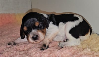 Les chiots de Epagneul Breton