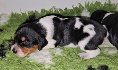 Les chiots de Epagneul Breton