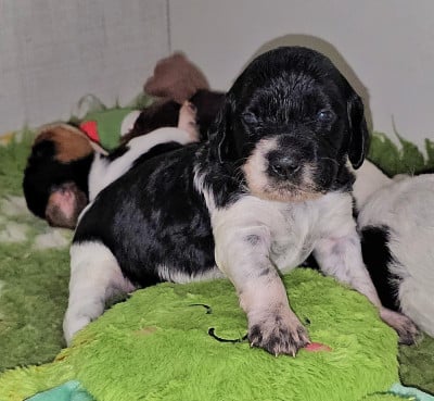 Les chiots de Epagneul Breton