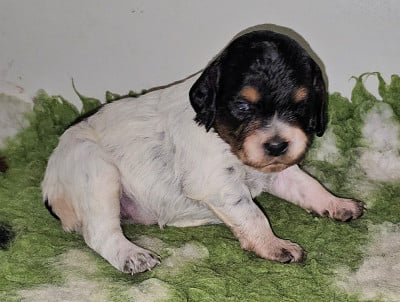 Les chiots de Epagneul Breton