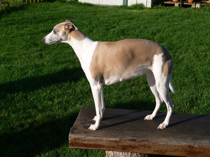 Publication : du Domaine des Etoiles Auteur : Lefrancois Sophie