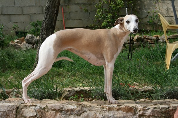 Publication : du Domaine des Etoiles Auteur : Lefrancois Sophie