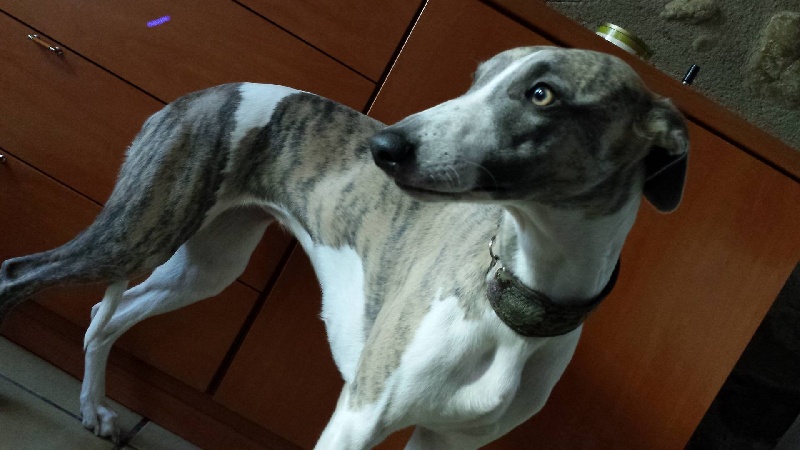 Publication : du Domaine des Etoiles