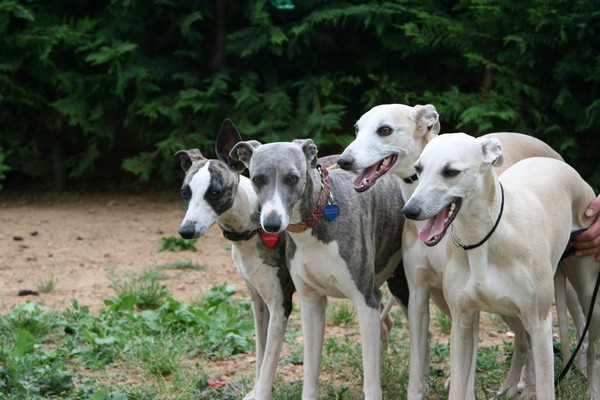 Publication : du Domaine des Etoiles Auteur : Lefrancois Sophie