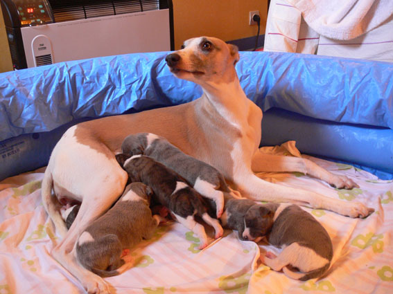 Publication : du Domaine des Etoiles Auteur : Lefrancois Sophie