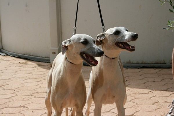 Publication : du Domaine des Etoiles Auteur : Lefrancois Sophie