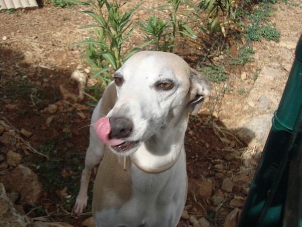 Publication : du Domaine des Etoiles Auteur : Lefrancois Sophie