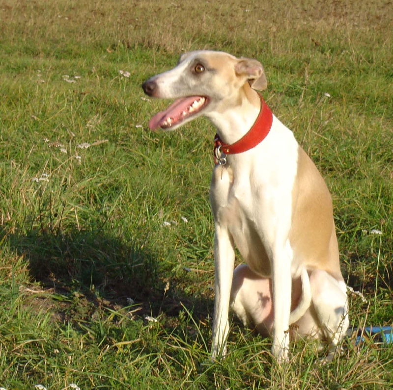 Publication : du Domaine des Etoiles Auteur : Lefrancois Sophie