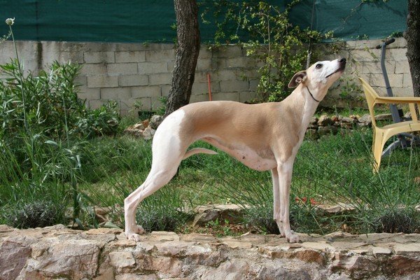 Publication : du Domaine des Etoiles Auteur : Lefrancois Sophie