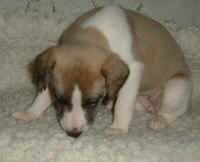 Publication : du Domaine des Etoiles Auteur : Lefrancois Sophie