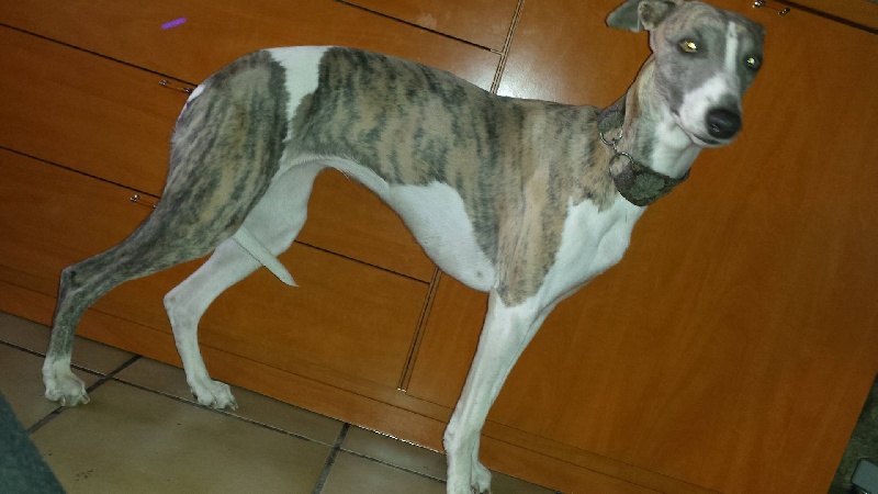 Publication : du Domaine des Etoiles