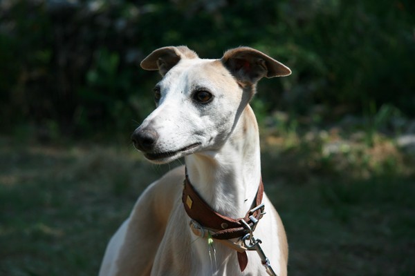 Publication : du Domaine des Etoiles Auteur : Lefrancois Sophie