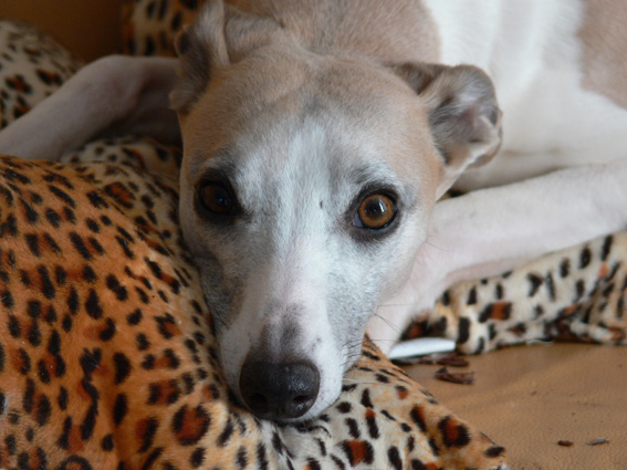 Publication : du Domaine des Etoiles Auteur : Lefrancois Sophie