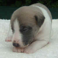 Publication : du Domaine des Etoiles Auteur : Lefrancois Sophie