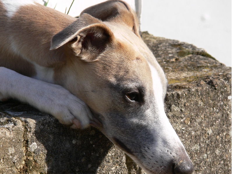 Tempus fugit Vénus - CLASSE OUVERTE : TB