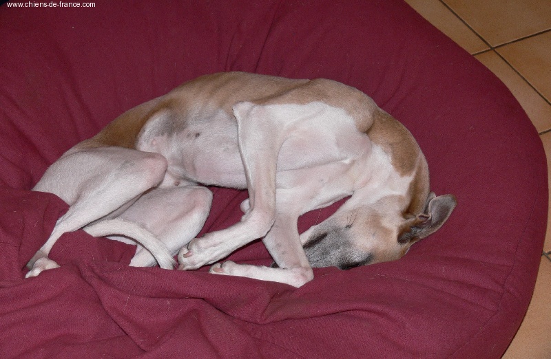 Tempus fugit Vénus - classe jeune : TB