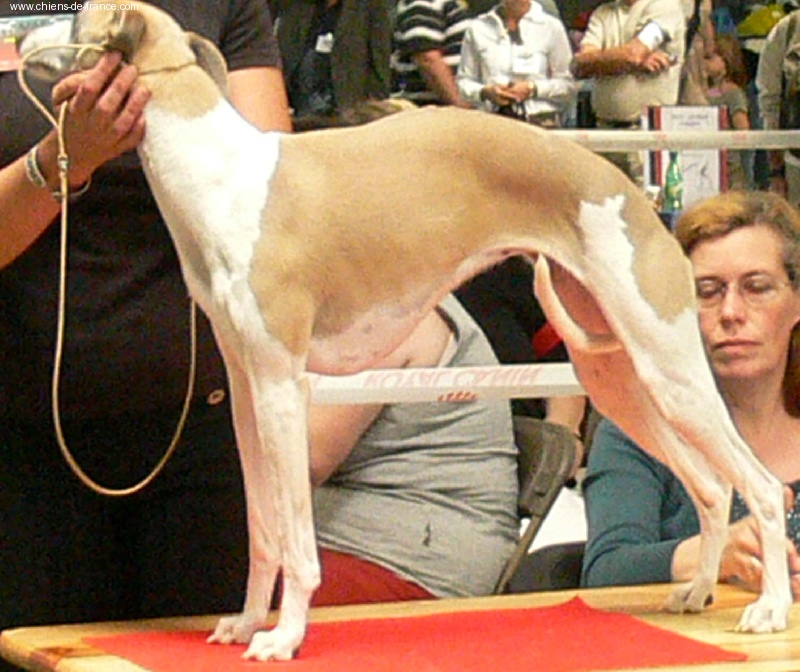 Tempus fugit Vénus - CLASSE OUVERTE : excellent