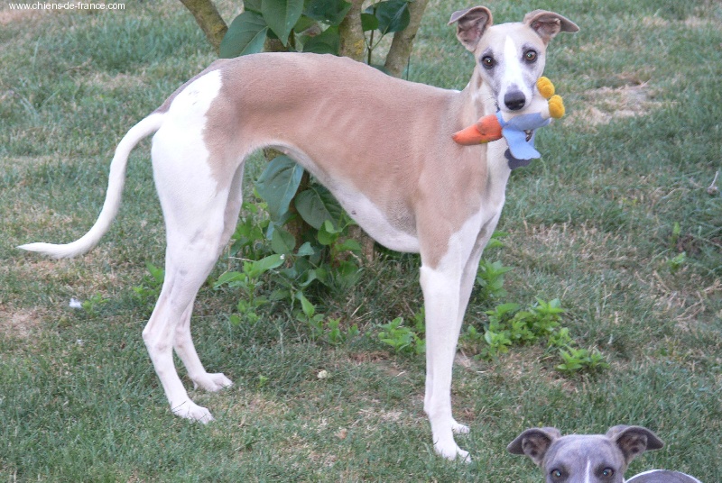 Tempus fugit Vénus - classe jeune : 1ère TB