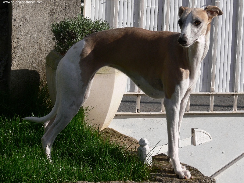 Tempus fugit Vénus - 4 ème excellente