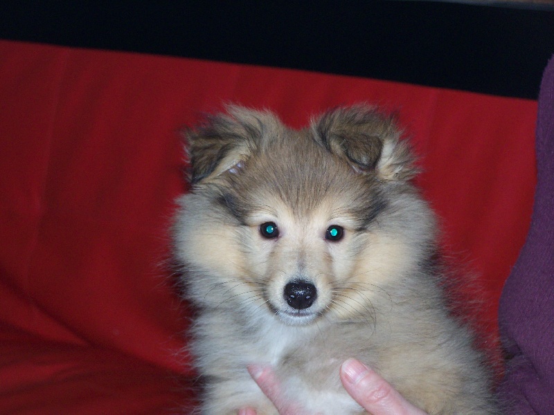 Publication : du prince des marais Auteur : Danielle BEAUCOURT