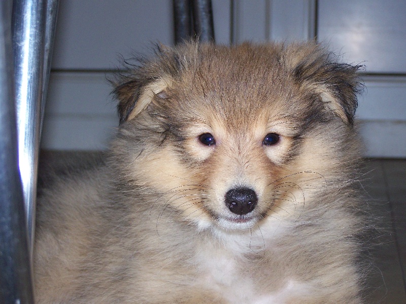 Publication : du prince des marais Auteur : Danielle BEAUCOURT