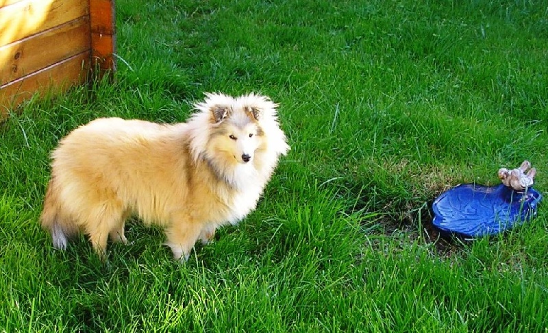 Publication : du prince des marais Auteur : Danielle BEAUCOURT