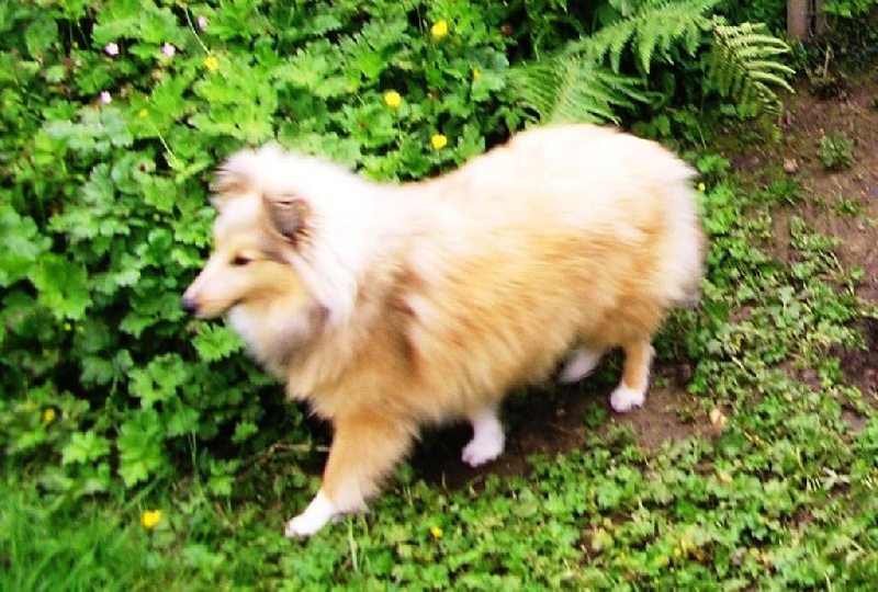 Publication : du prince des marais Auteur : Danielle BEAUCOURT