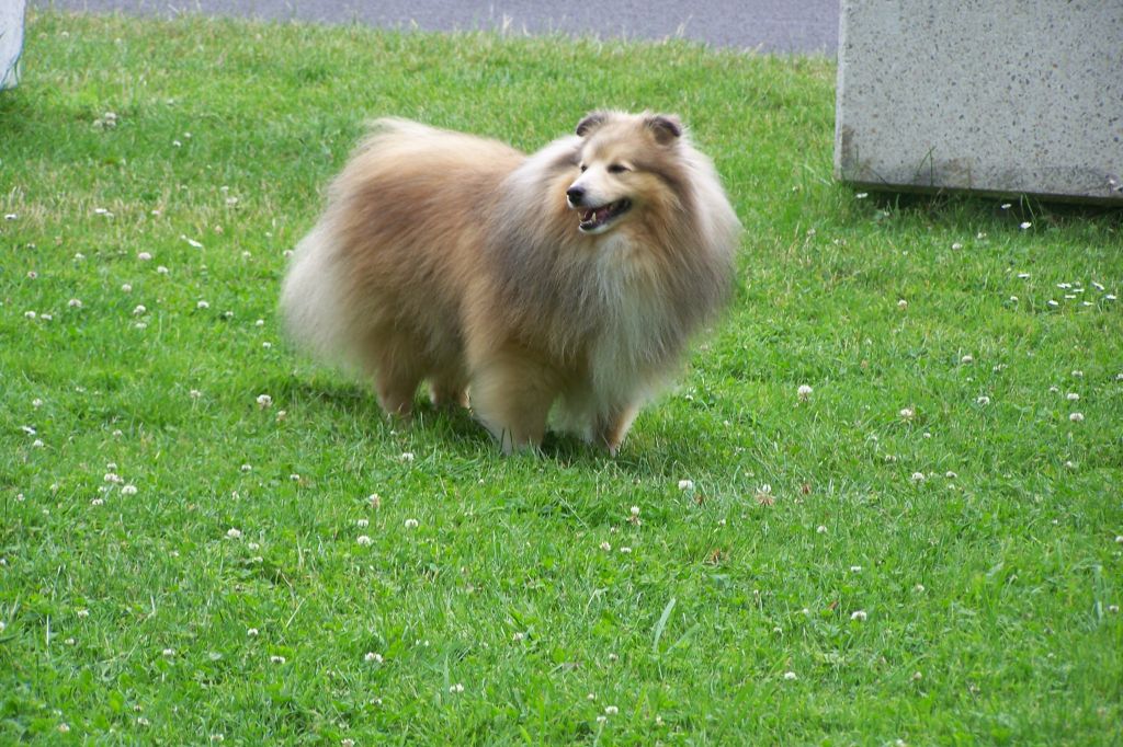 Publication : du prince des marais Auteur : Danielle BEAUCOURT