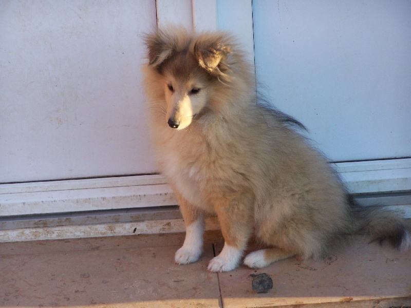 Publication : du prince des marais Auteur : Danielle BEAUCOURT