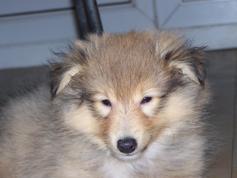 Publication : du prince des marais Auteur : Danielle BEAUCOURT