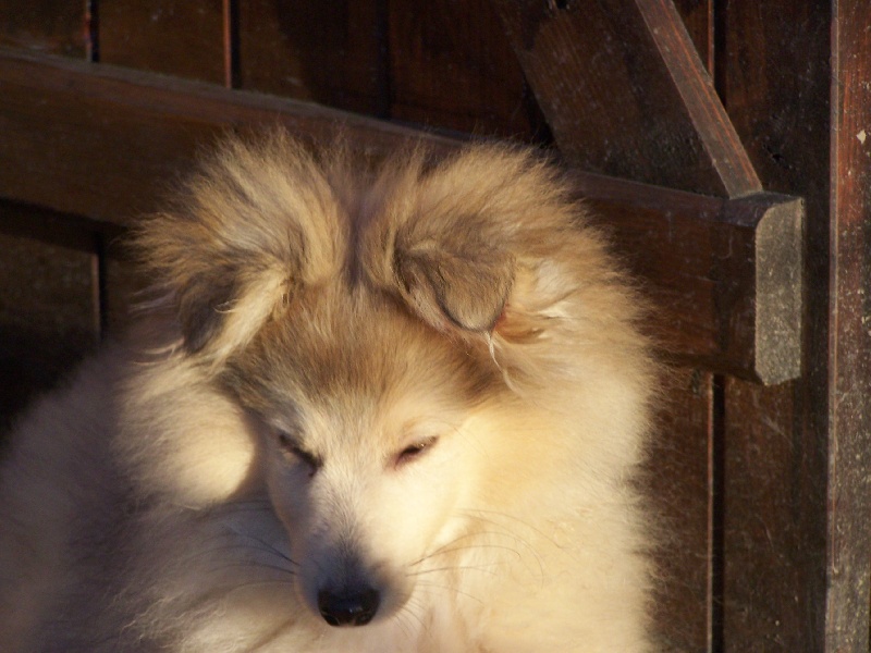 Publication : du prince des marais Auteur : Danielle BEAUCOURT