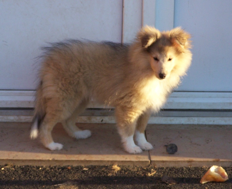 Publication : du prince des marais Auteur : Danielle BEAUCOURT